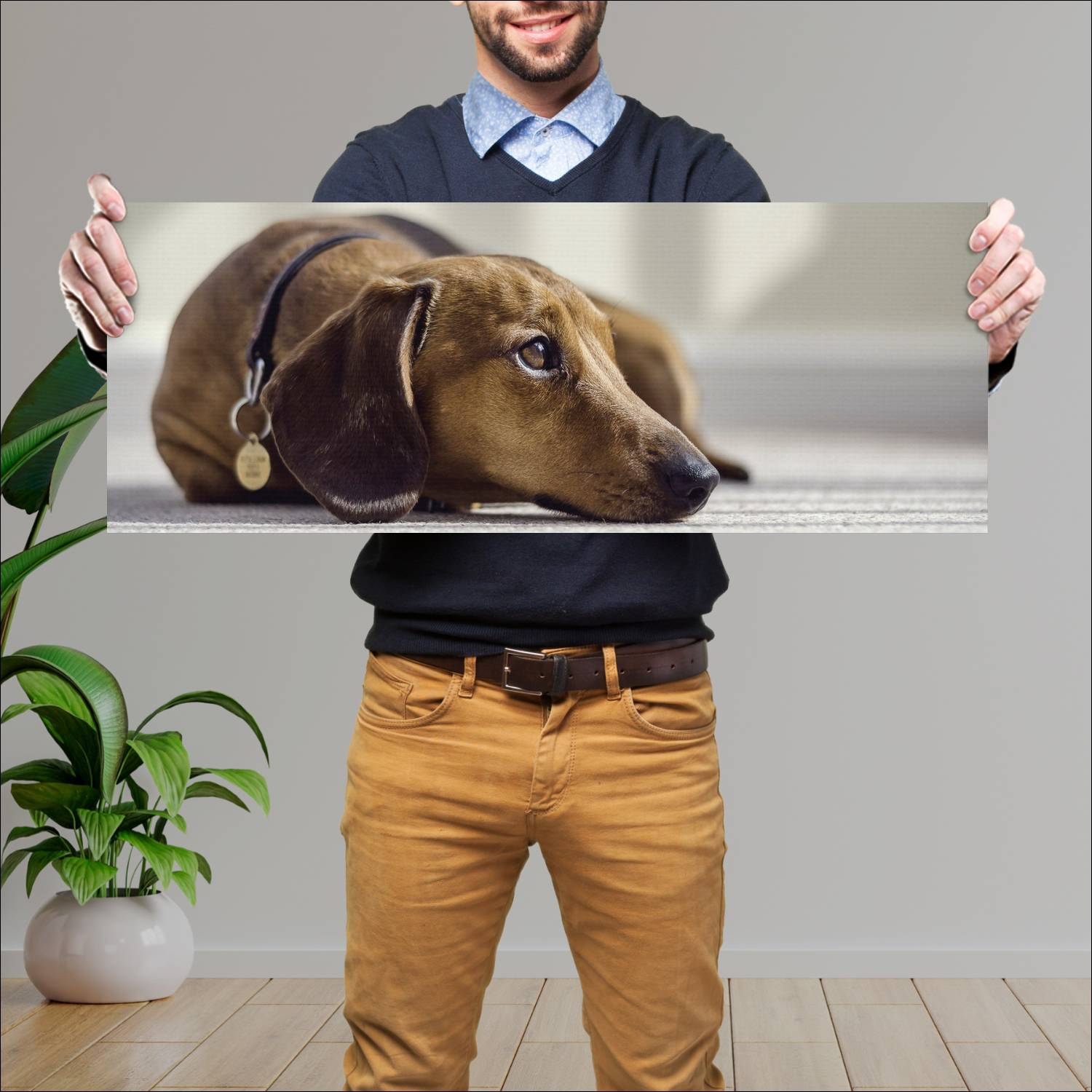 Cuadro grande 30x80cm Perro Salchicha Acostado Naturaleza Perro