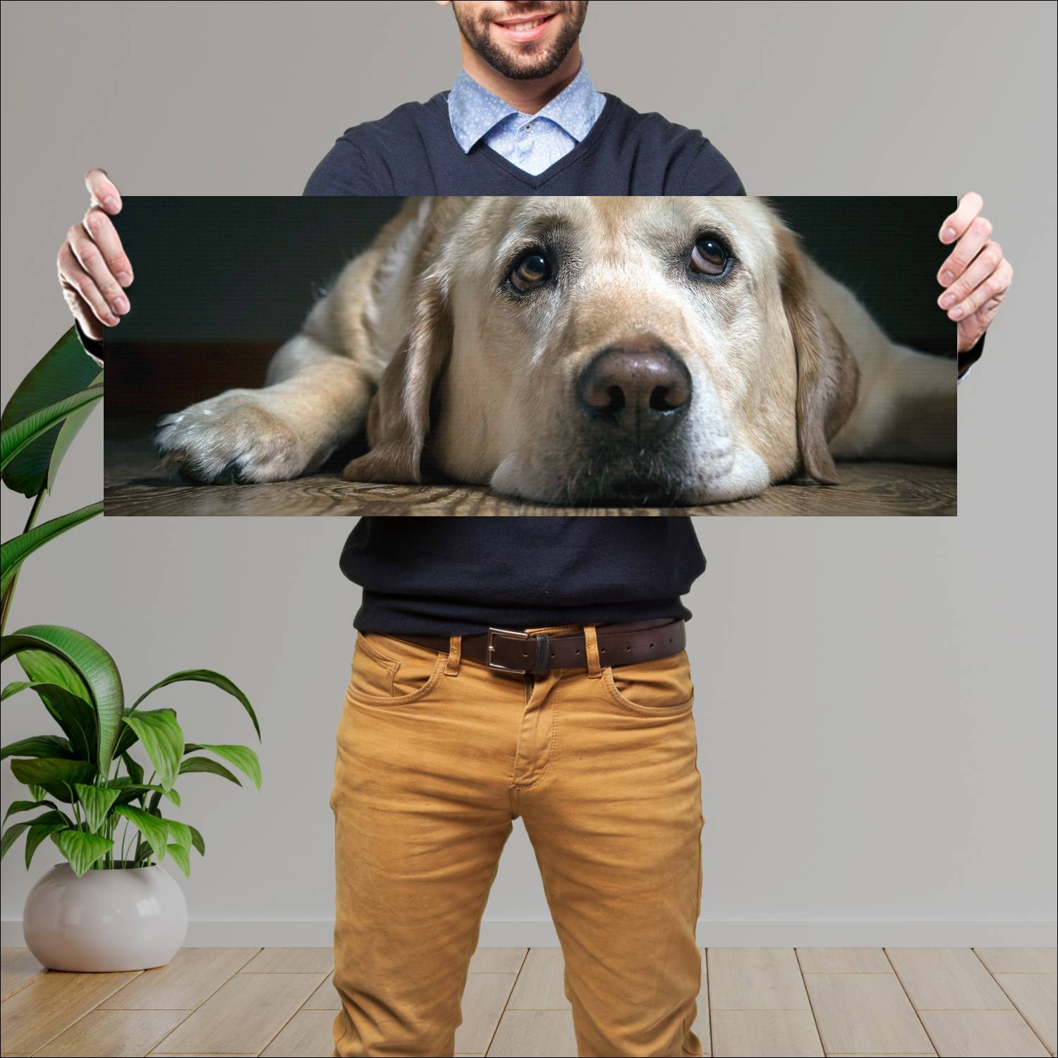 Cuadro grande 30x80cm Labrador Acostado Naturaleza Perro